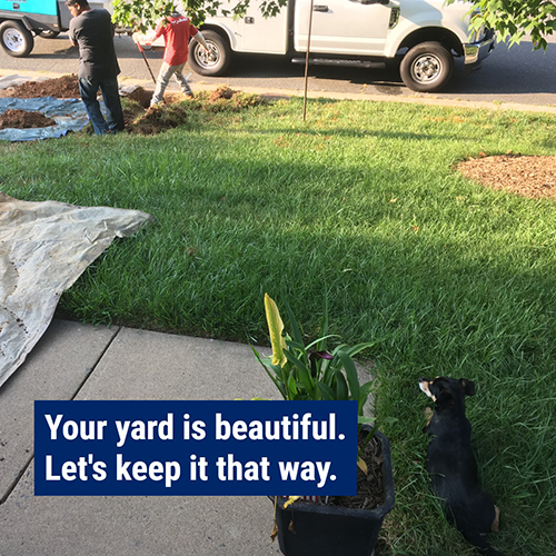 Keep yard beautiful